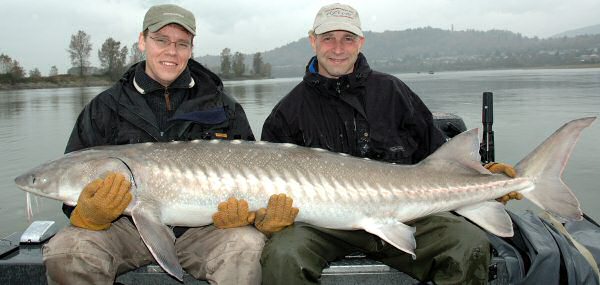 Ole og Carl med en Stør på ca 75 kg ( Ole's største fisk)