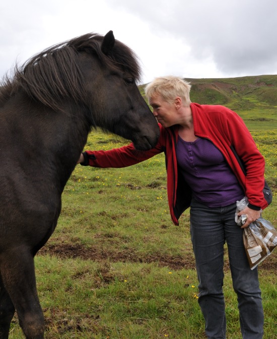 Islandske heste og Karin