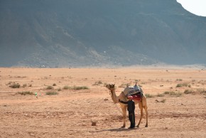 de lokale bruger muldyr og kameler til transport gennem ørkenen