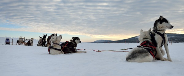Hundeslæde på søen ved Ishotellet