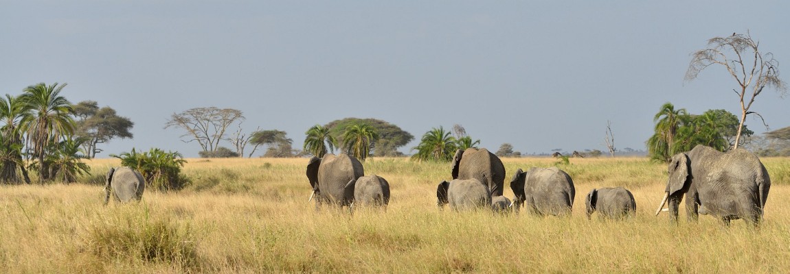 Elefant familie i Serengeti National Park